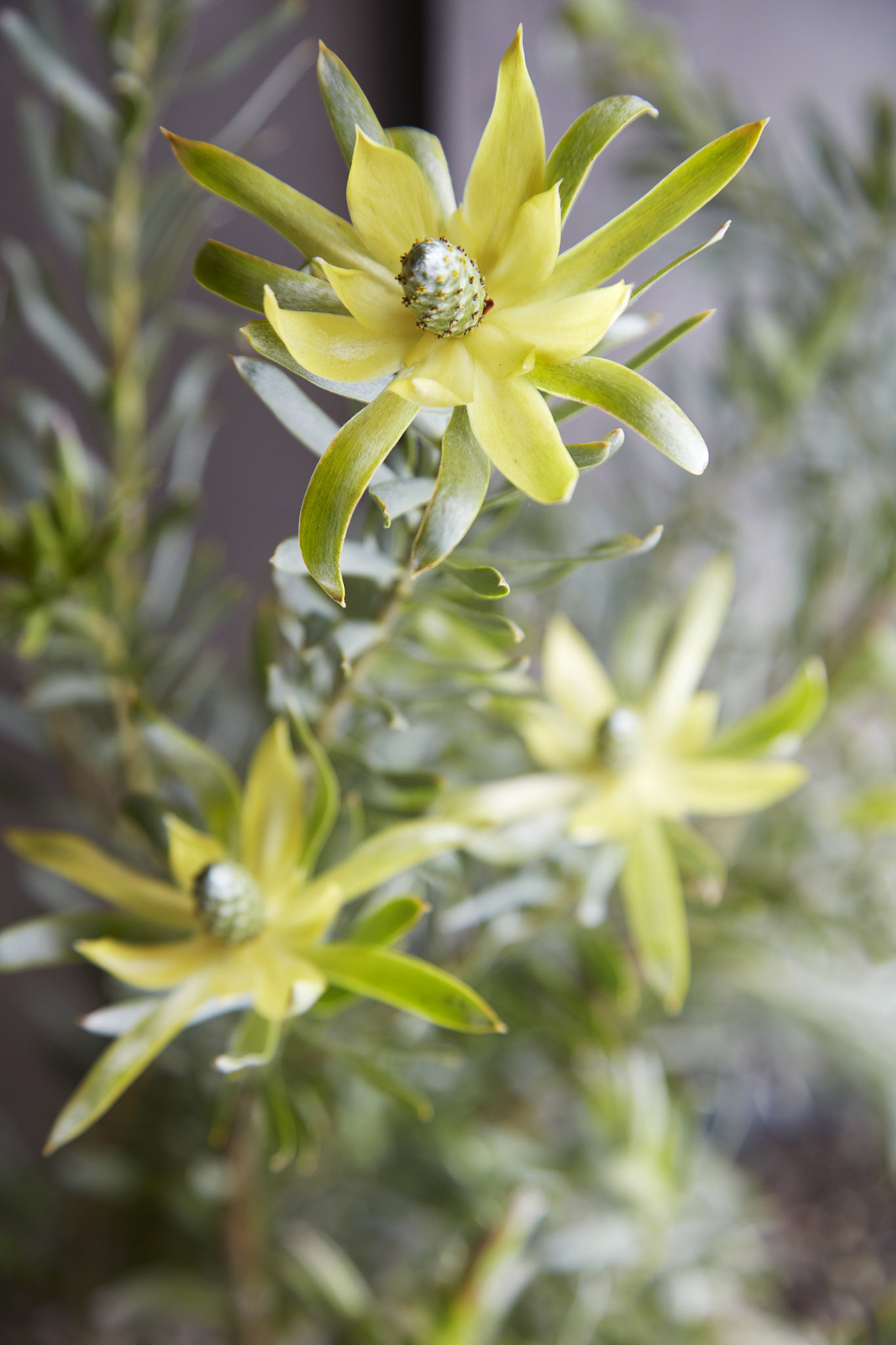 Flora Grubb Gardens - Selections for Your Haven