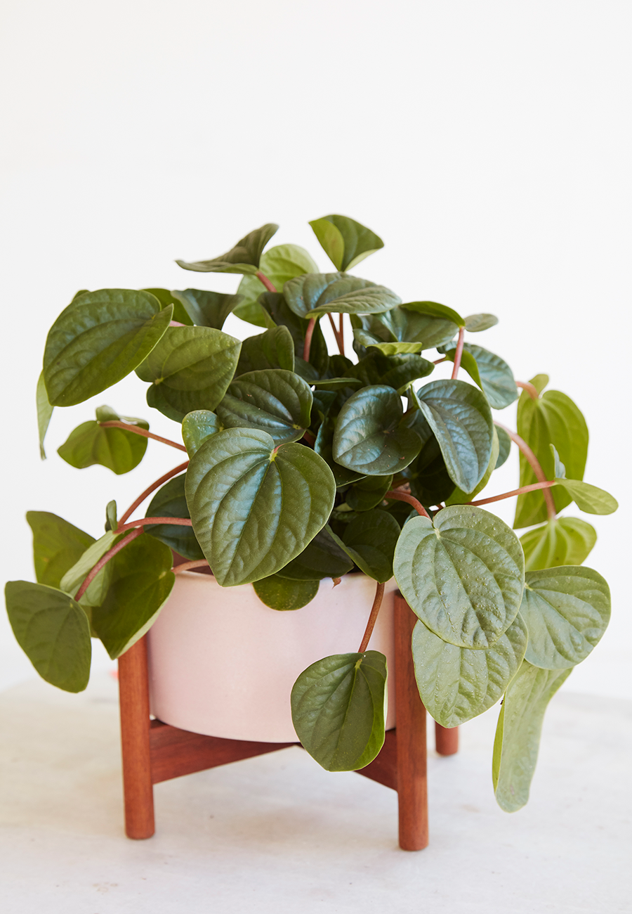 Flora Grubb Gardens Pink Case Study Planter and Plant.png