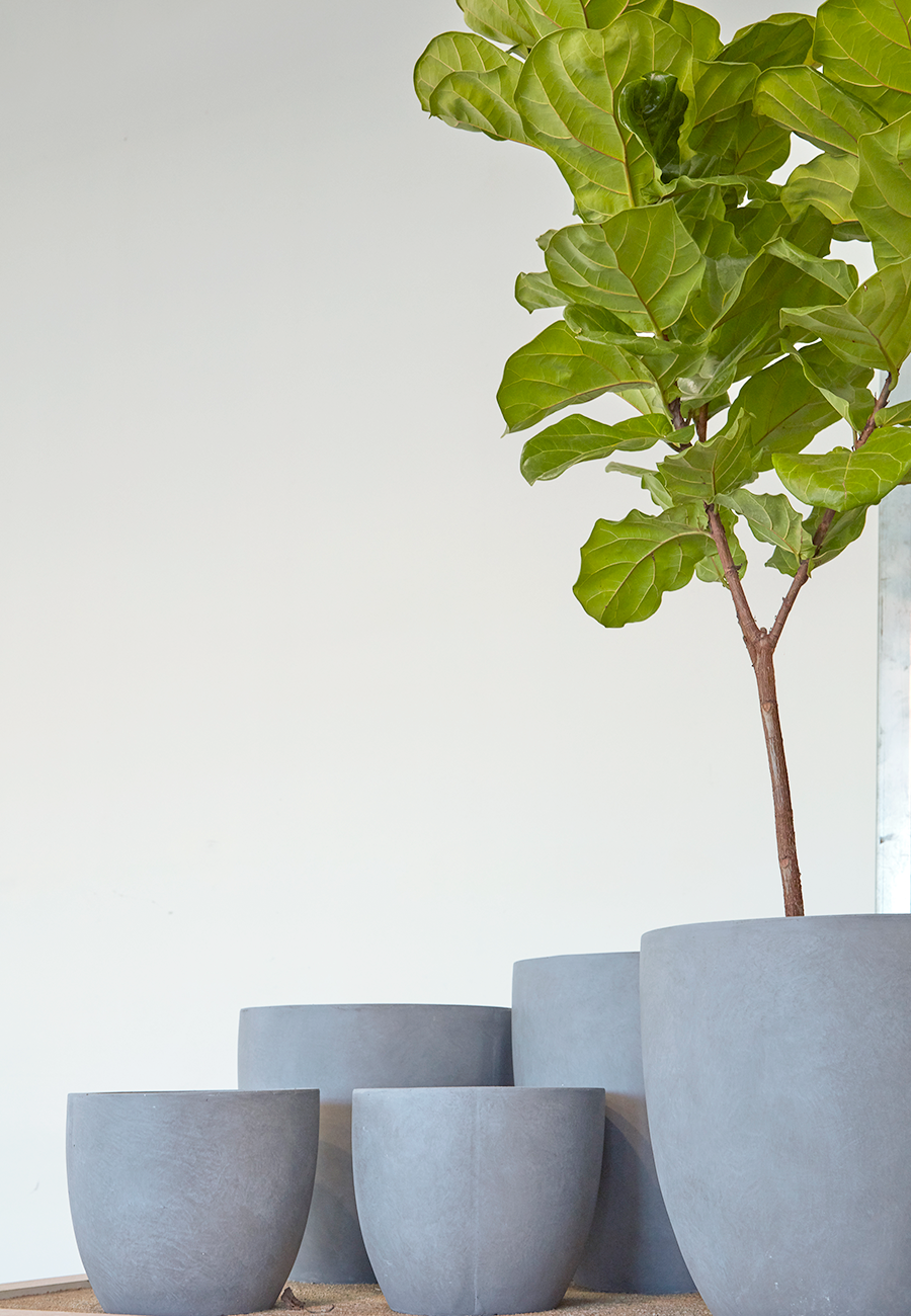 Flora Grubb Gardens Ficus Lyrata Fiddle-Leaf Fig in Grey Modern Planter.png
