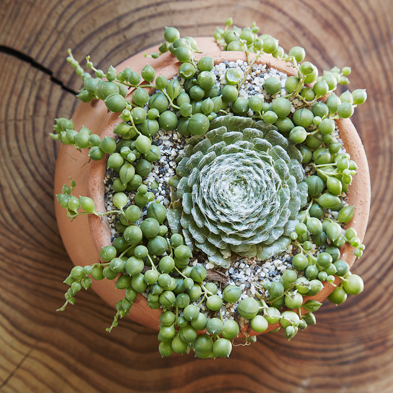 How To Water Potted Succulents Flora, Potted Succulent Garden