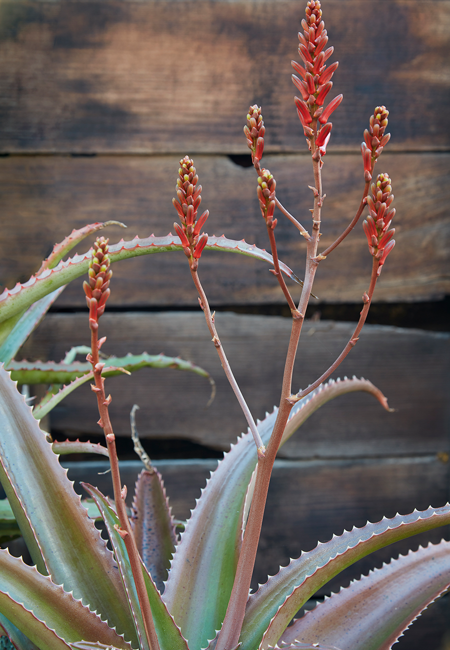 Flora Grubb Gardens Aloe Vaombe.png