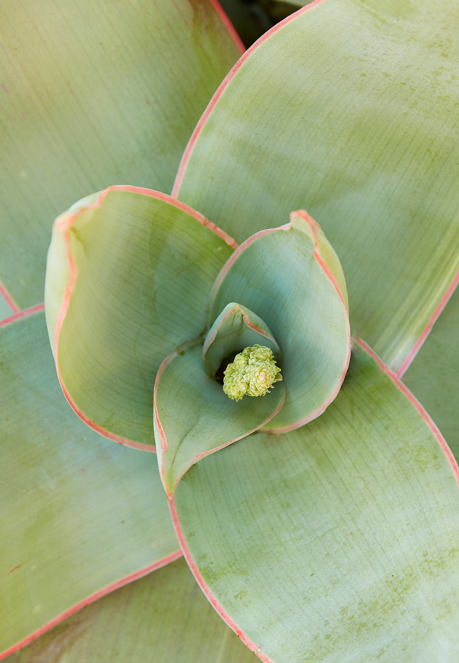 Flora Grubb Gardens Aloe Striata 2.png