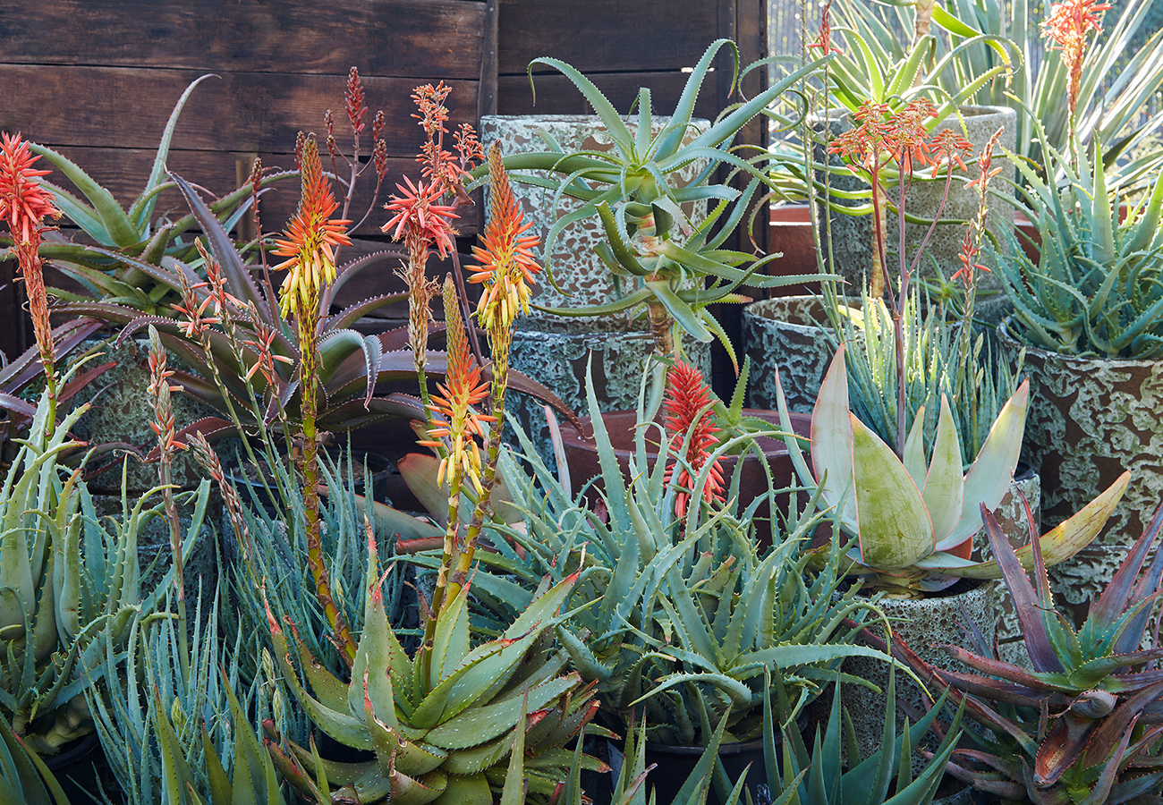 Flora Grubb Gardens Aloes are Magic.png