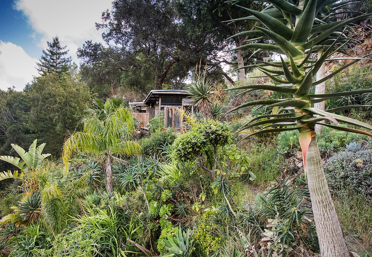 Flora Grubb Gardens - Tyson Curtis Aloe Manifesto - Aloe Hercules.png