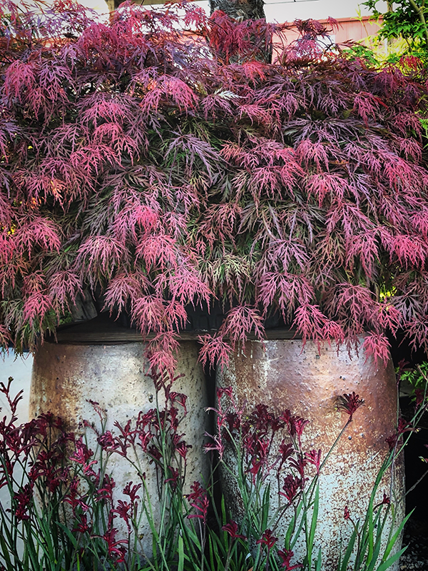 Flora Grubb Gardens Japanese Maple.png