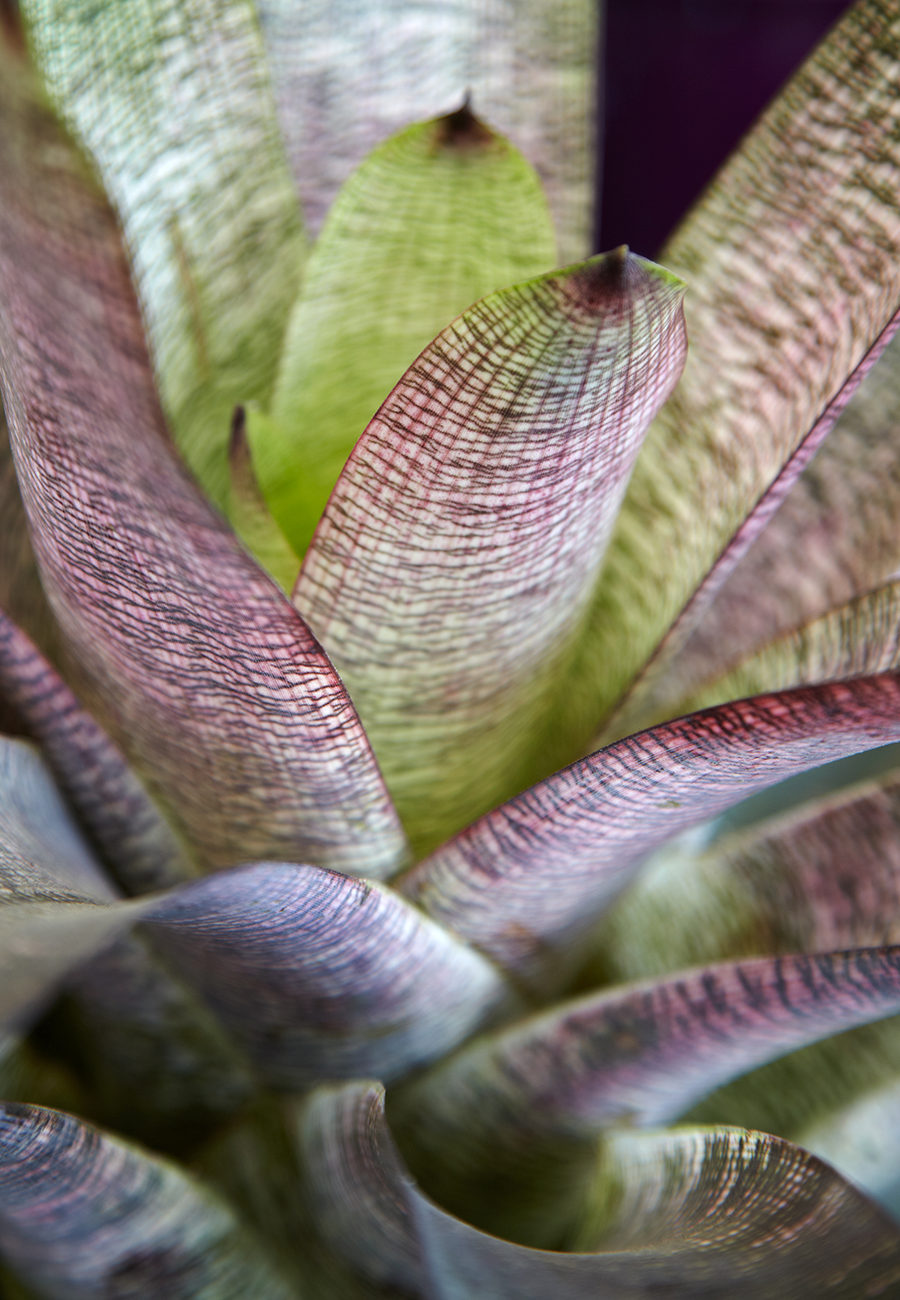 Flora Grubb Gardens Bromeliad.png