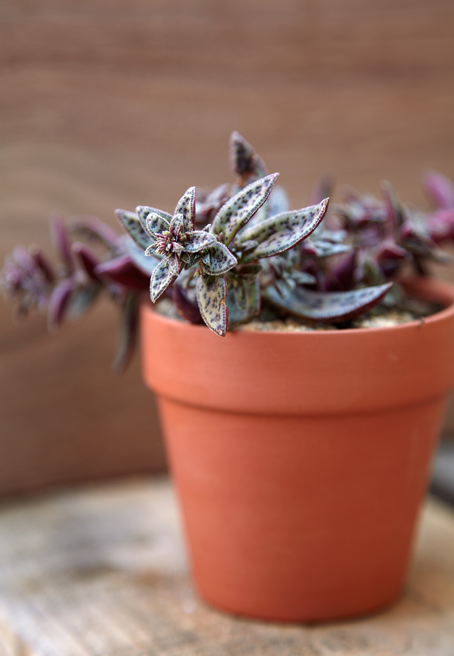 Flora Grubb Gardens Potted Plant.png