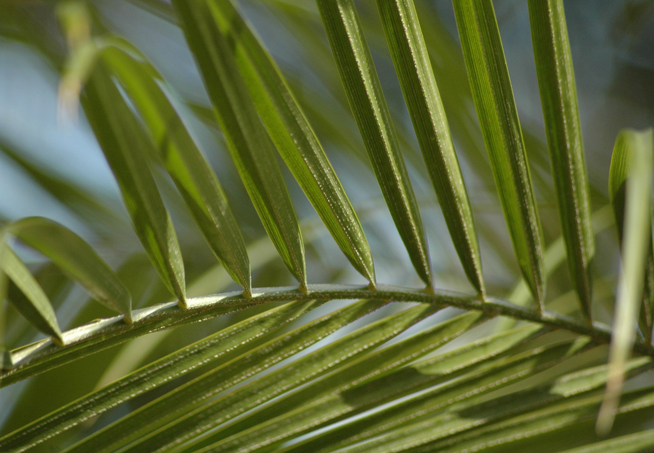 Flora Grubb Gardens Miniature Date Palm.png
