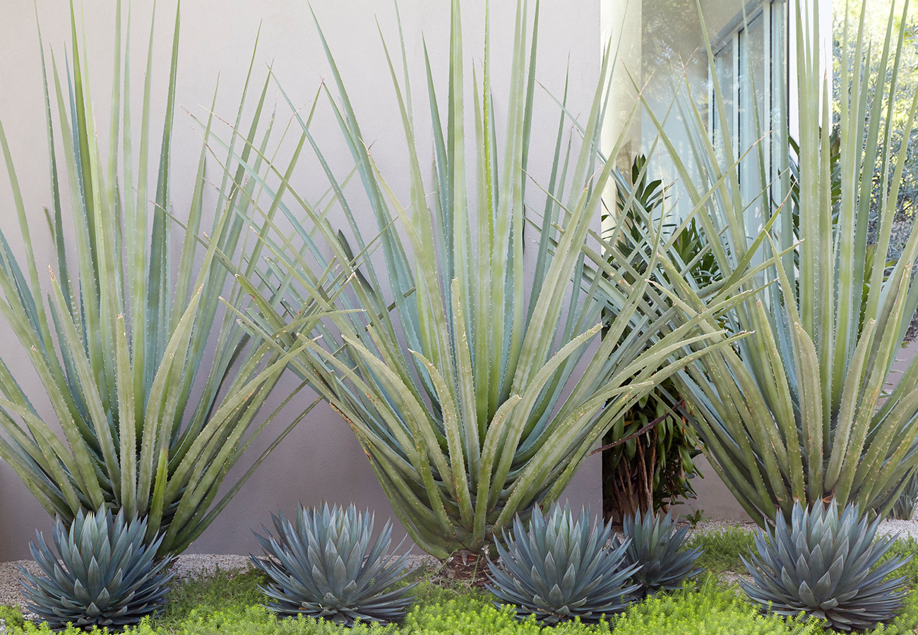 Flora Grubb Gardens - Steal This Look - Modern Entry Garden - Century Plant.png