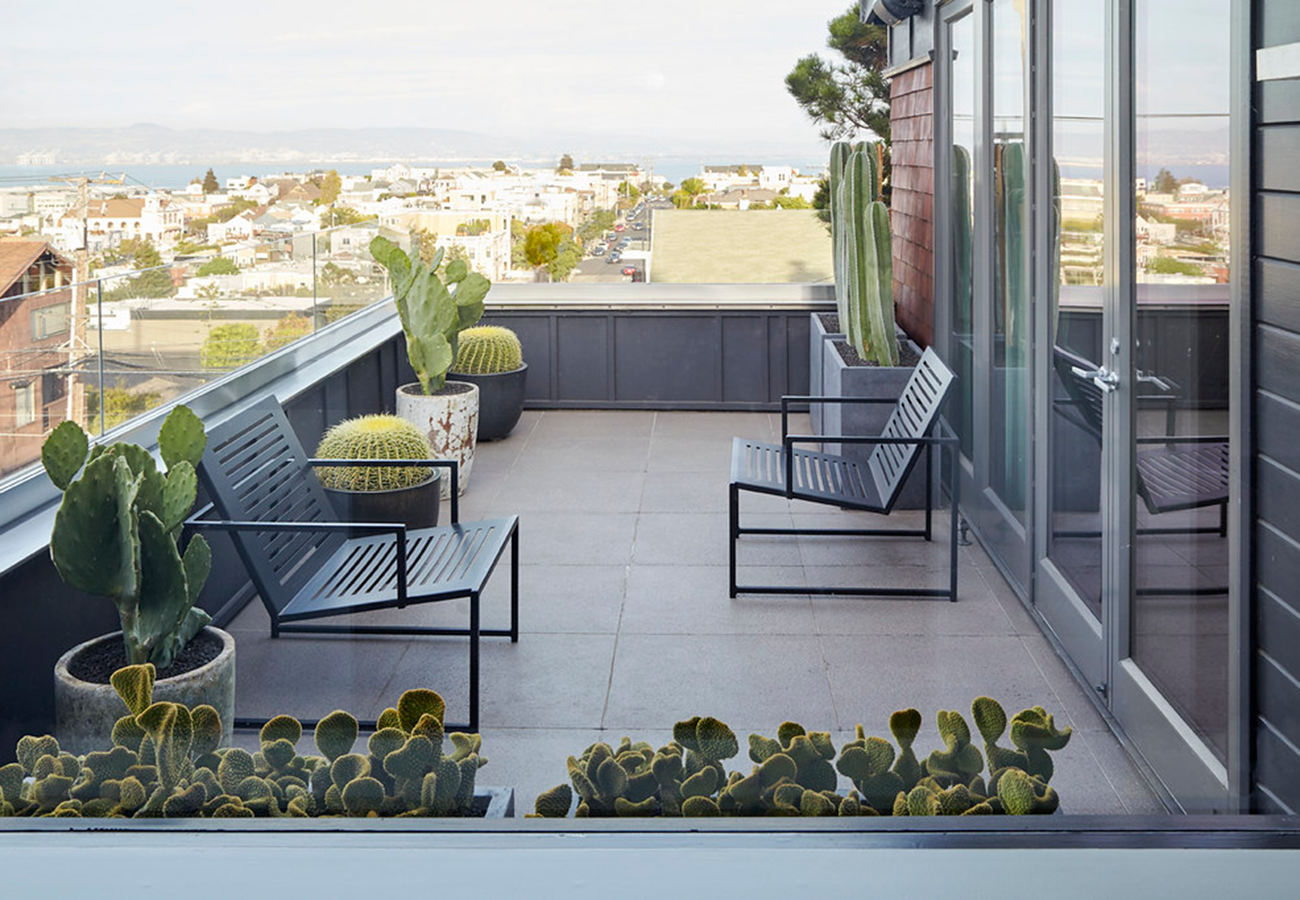 Cactus happy hour on the roof! Golden barrel cactus (in the round black pots) with a variety of Opuntia species and columnar cacti enjoying the view of SF.