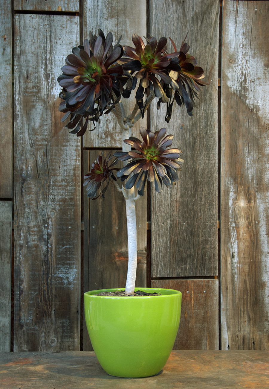 Aeonium arboreum atropurpurea