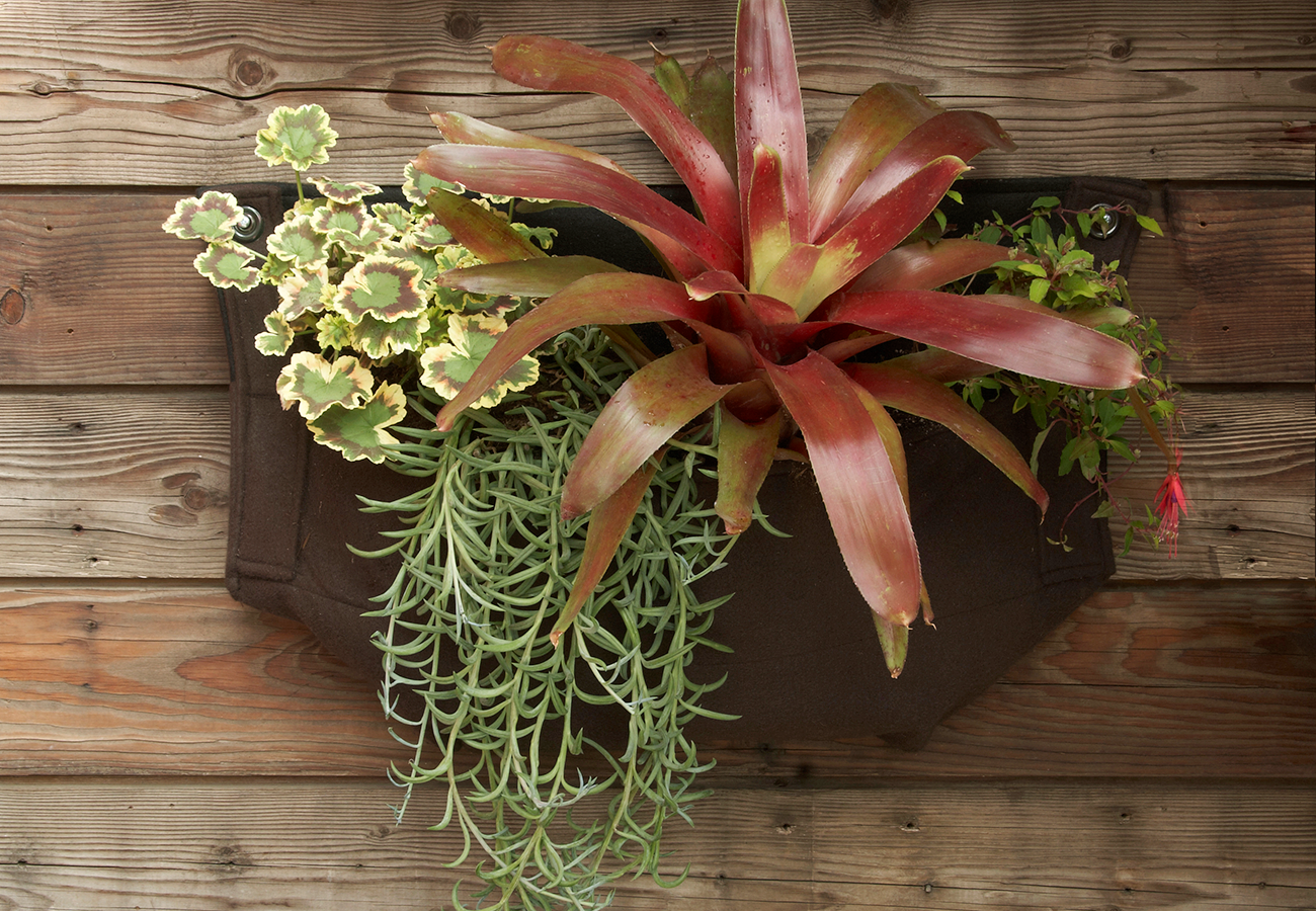 From left: Pelargonium ‘Mrs. Pollack’, Senecio ‘Fishhooks’, Neoregelia ‘Fireball’, and Fuchsia ‘Campo Molino