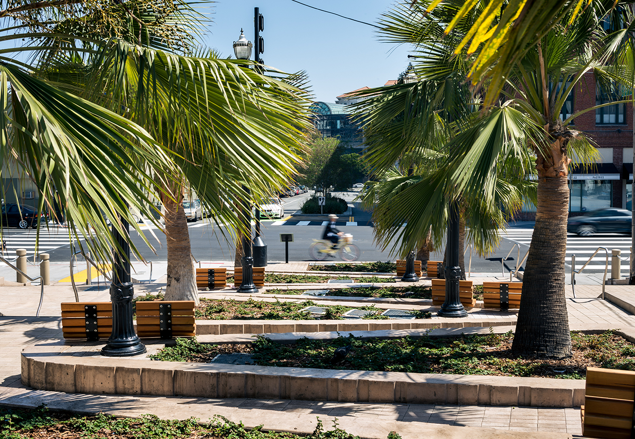 Guadalupe palms growing in the McCoppin Hub parklet in the Mission District
