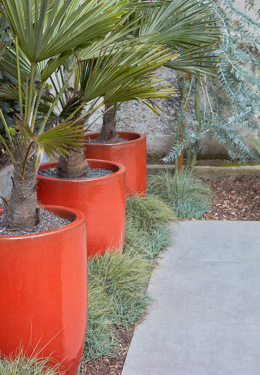 Trachycarpus wagnerianus (in orange pots)