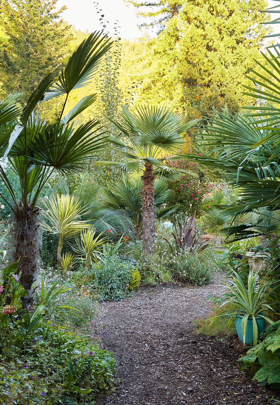 Trachycarpus fortunei 'Wagnerianus' (left) and Trachycarpus takil (center) (photo by Caitlin Atkinson )
