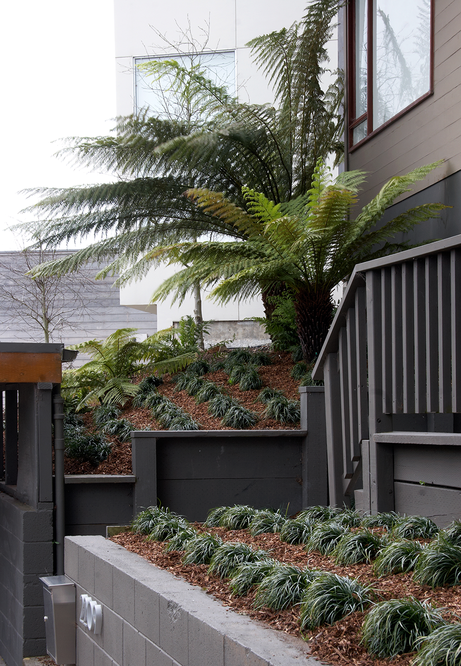 Fogbound microclimates make SF a perfect place to grow tree ferns.