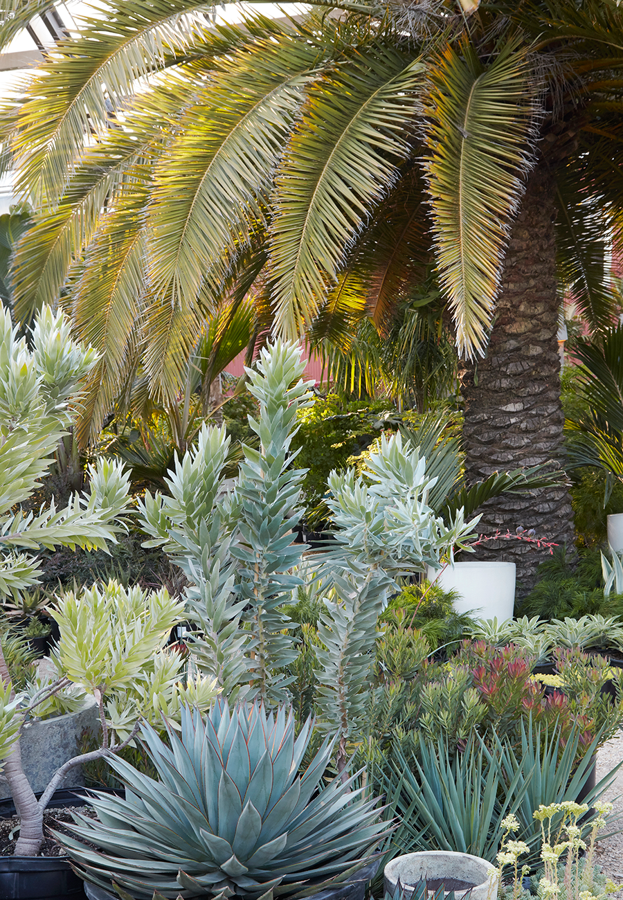 Leucadendron argenteum (center) surrounded by friends at Flora Grubb Gardens.