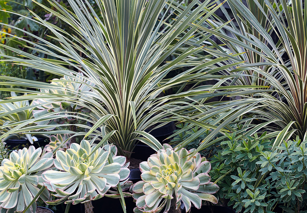 Aeonium ‘Sunburst’ and Cordyline australis ‘Torbay Dazzler’