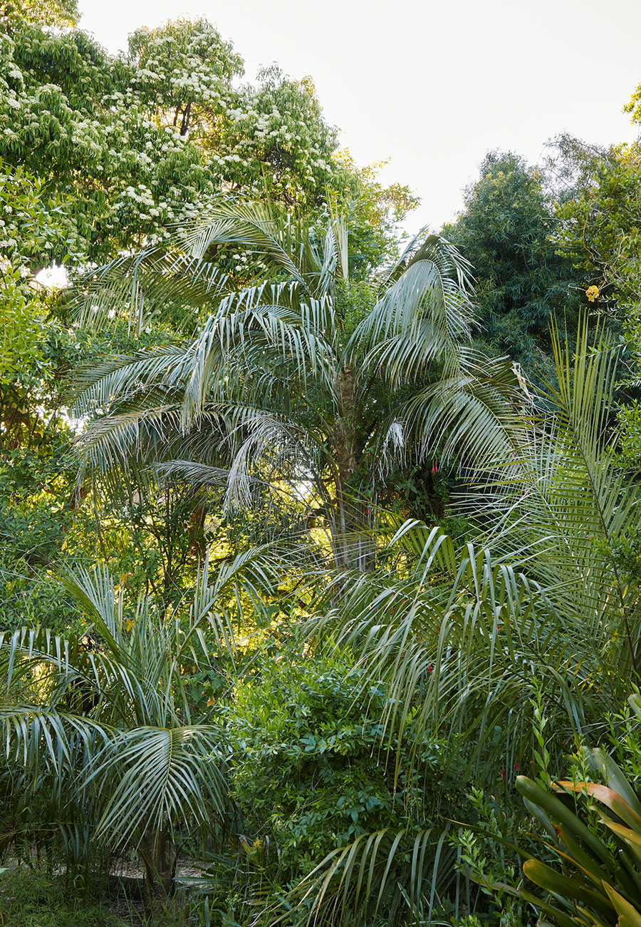 Parajubaea sunkha (right side foreground) in the San Francisco Botanical Gardens (photo by Caitlin Atkinson )