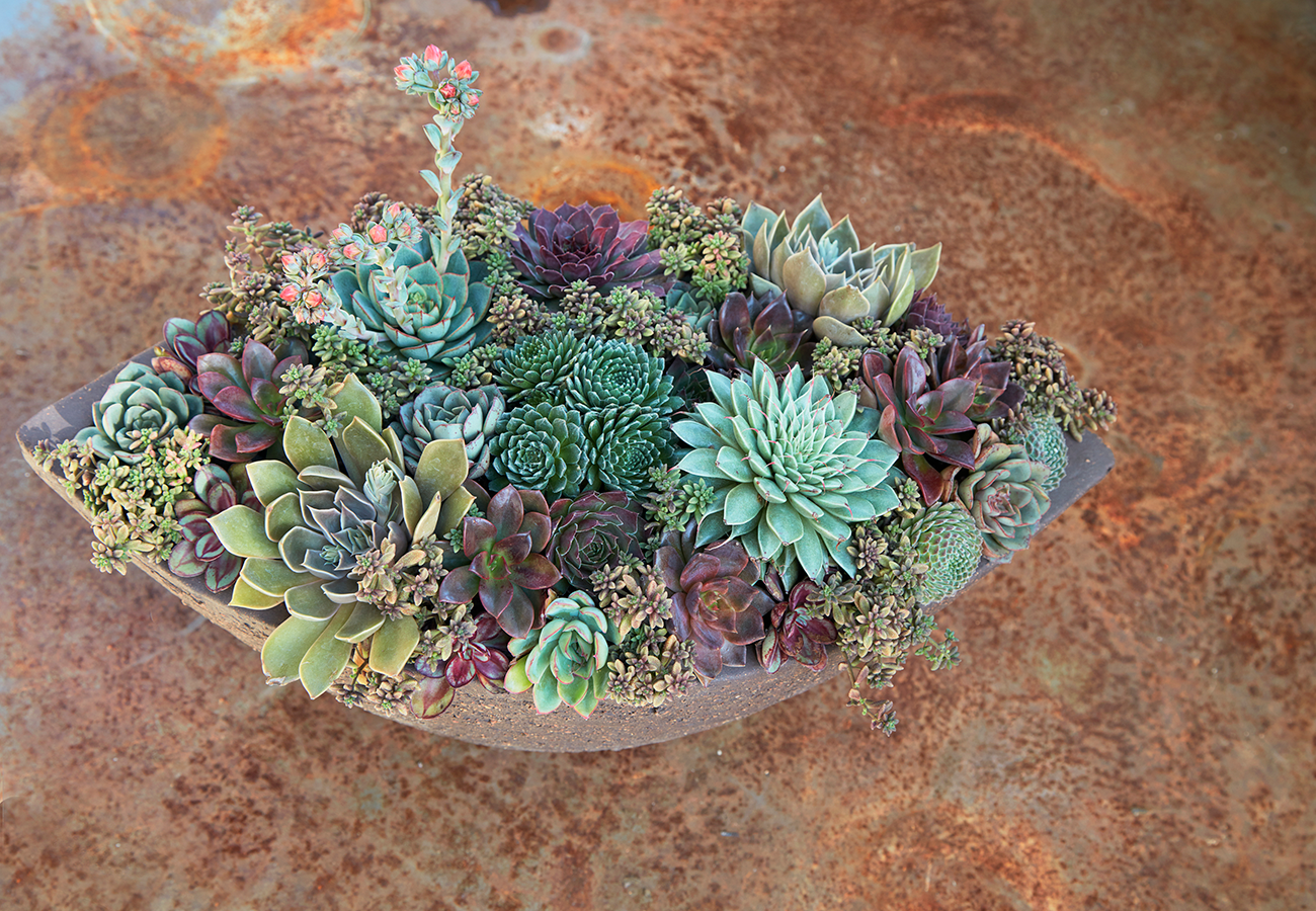 Sempervivums are excellent choices for potted compositions.