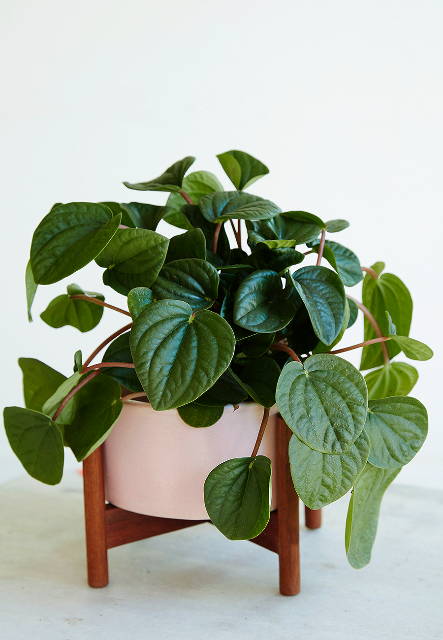 Flora Grubb Gardens Modernica Case Study Pot Desktop in Pink.png