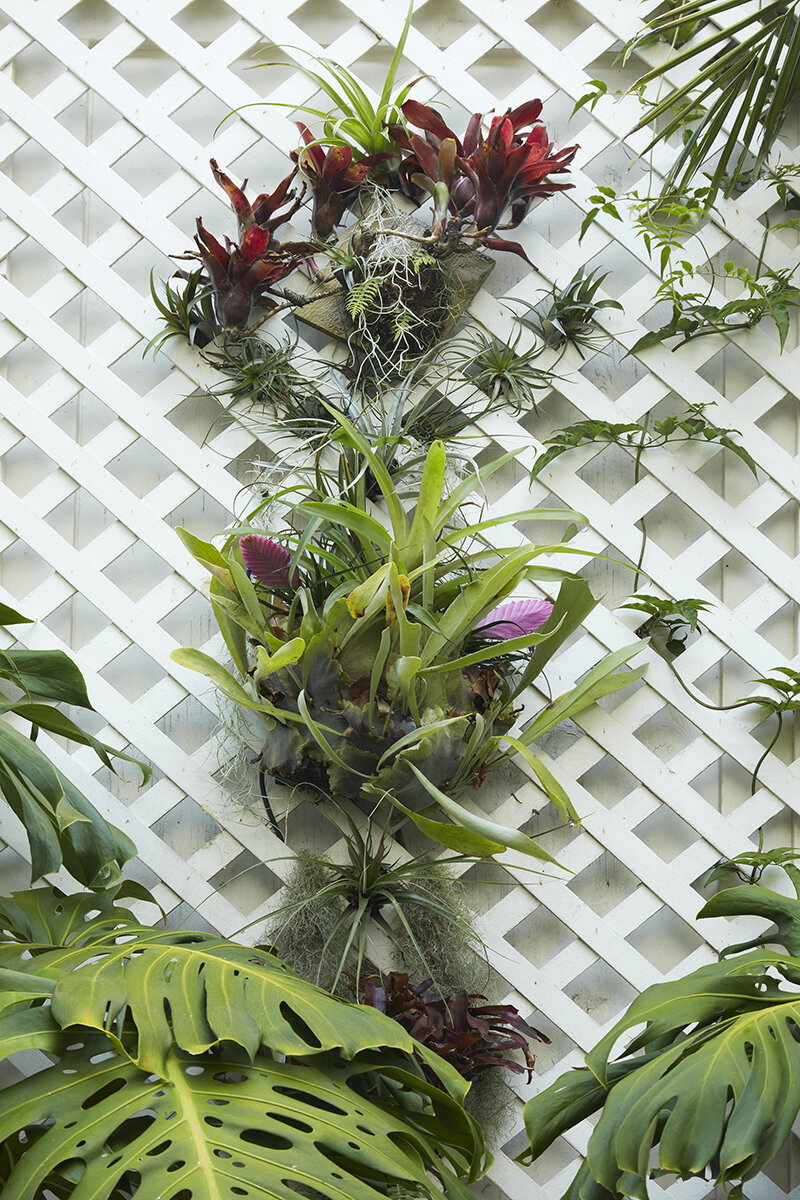 frog condos: oxalis, bromeliads and other habitats - A Way To Garden