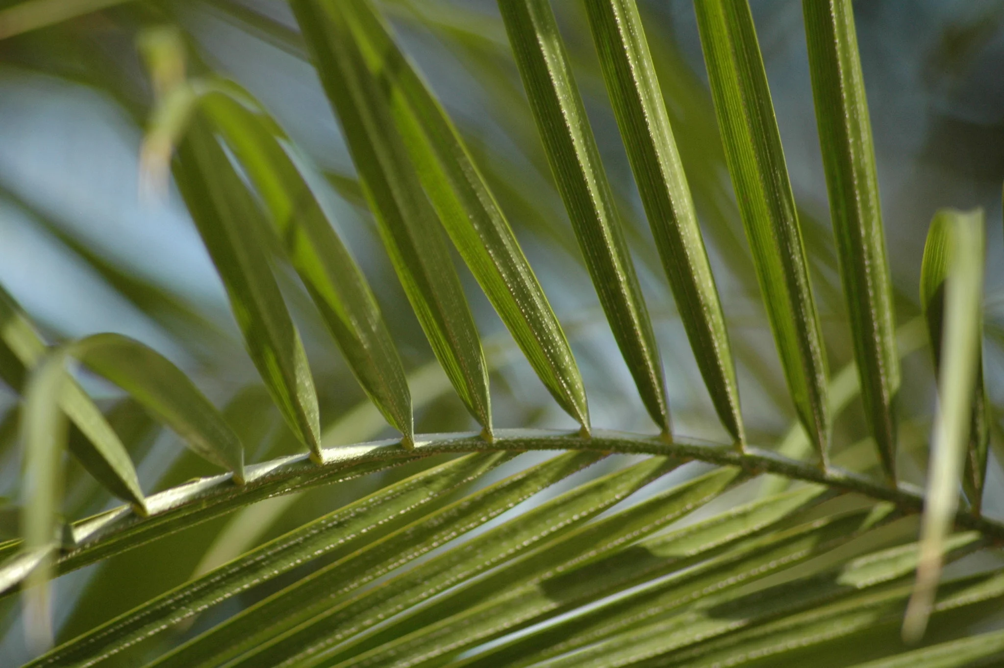 The Ultimate Guide to Growing Palm Trees in the Bay Area — FLORA GRUBB