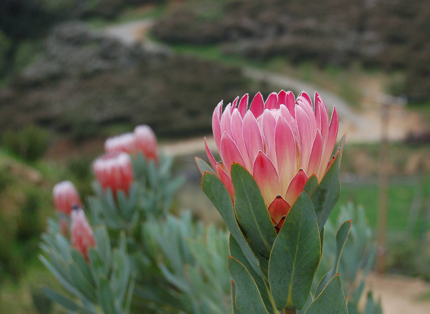 how to care for proteaceae (protea) — flora grubb gardens