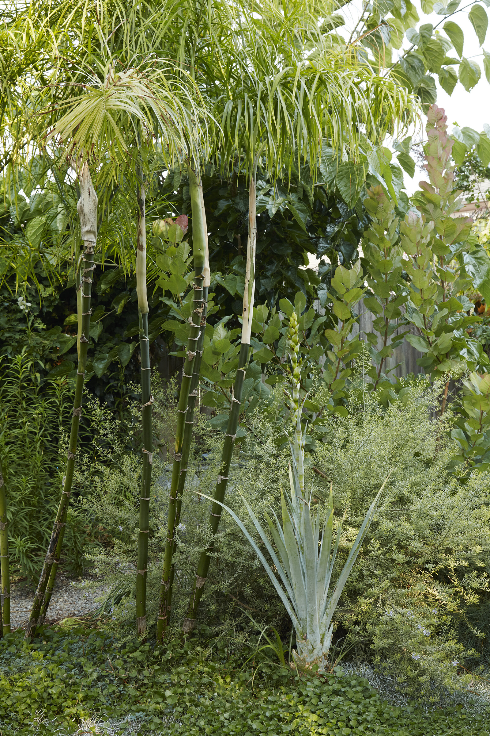 Chamaedorea plumosa in Flora Grubb’s Berkeley garden.