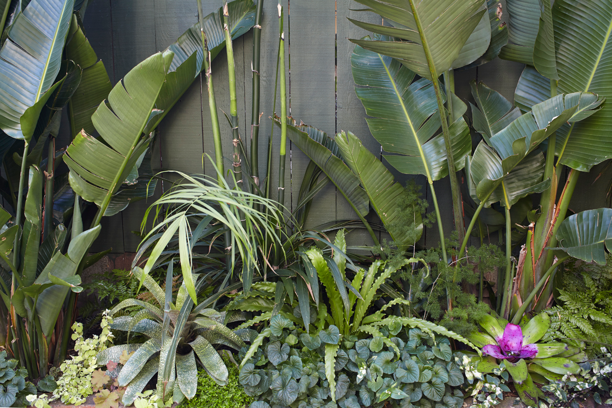 Transform Your Garden Into a Dreamy Oasis: Plants With Tropical Vibes —  FLORA GRUBB GARDENS