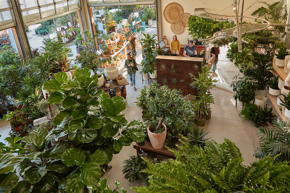 fiddle leaf fig toxic