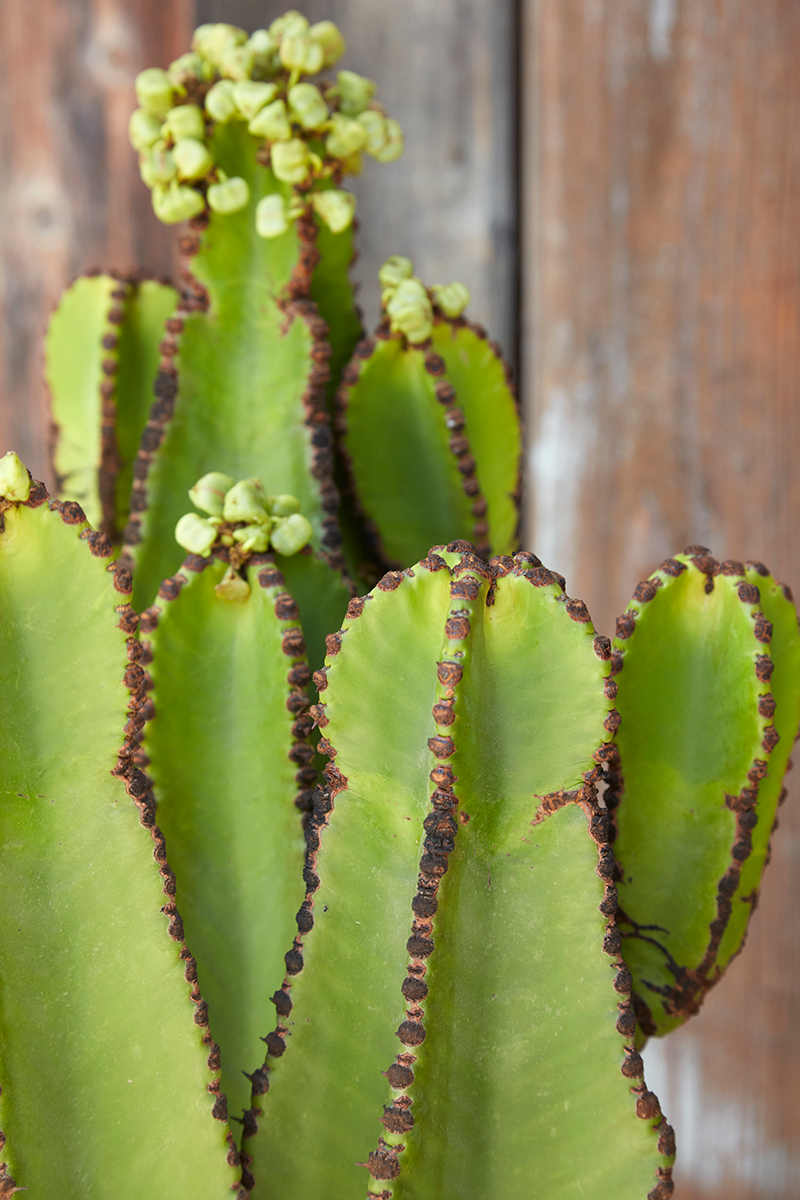 6CM Succulent Cactus Plant Euphorbia Pseudocactus Cactaceae Home Garden Rare Pot 