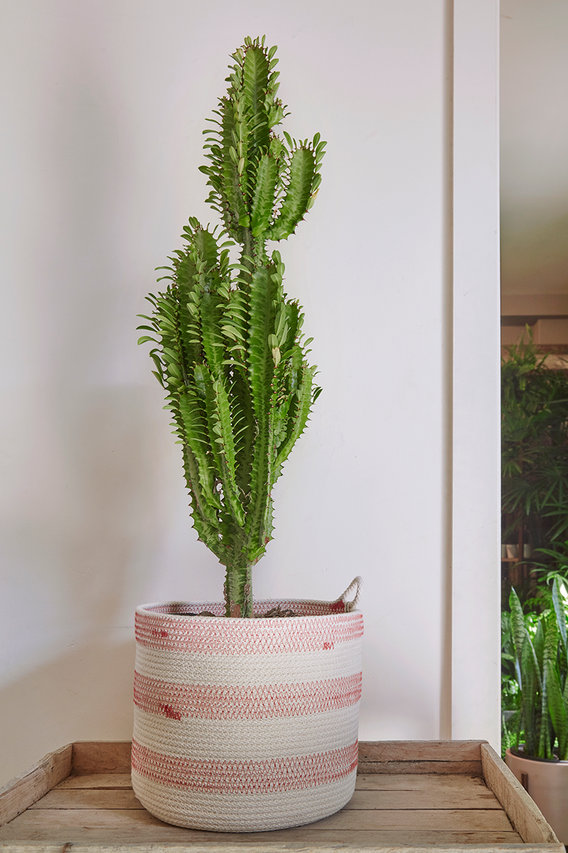 a Euphorbiaceae Juss.cactus Succulent potted Home Garden Bonsai plants 