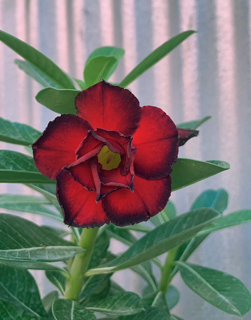 adenium: the beloved desert rose — flora grubb gardens