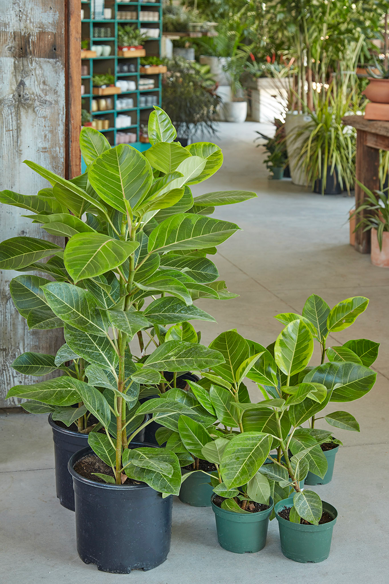 Ficus trees and plants for indoor gardening — FLORA GRUBB GARDENS