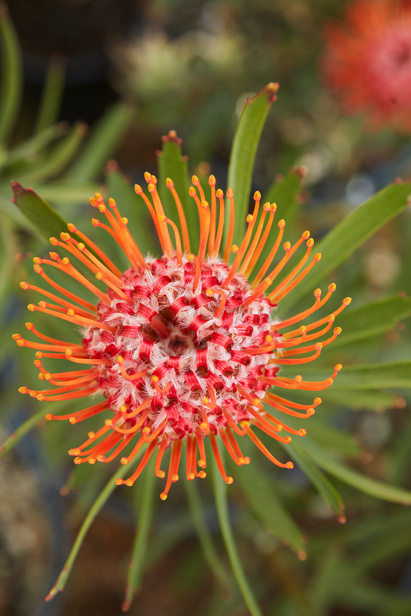 The Beautiful and Varied Blooms of the Protea Family — FLORA GRUBB GARDENS
