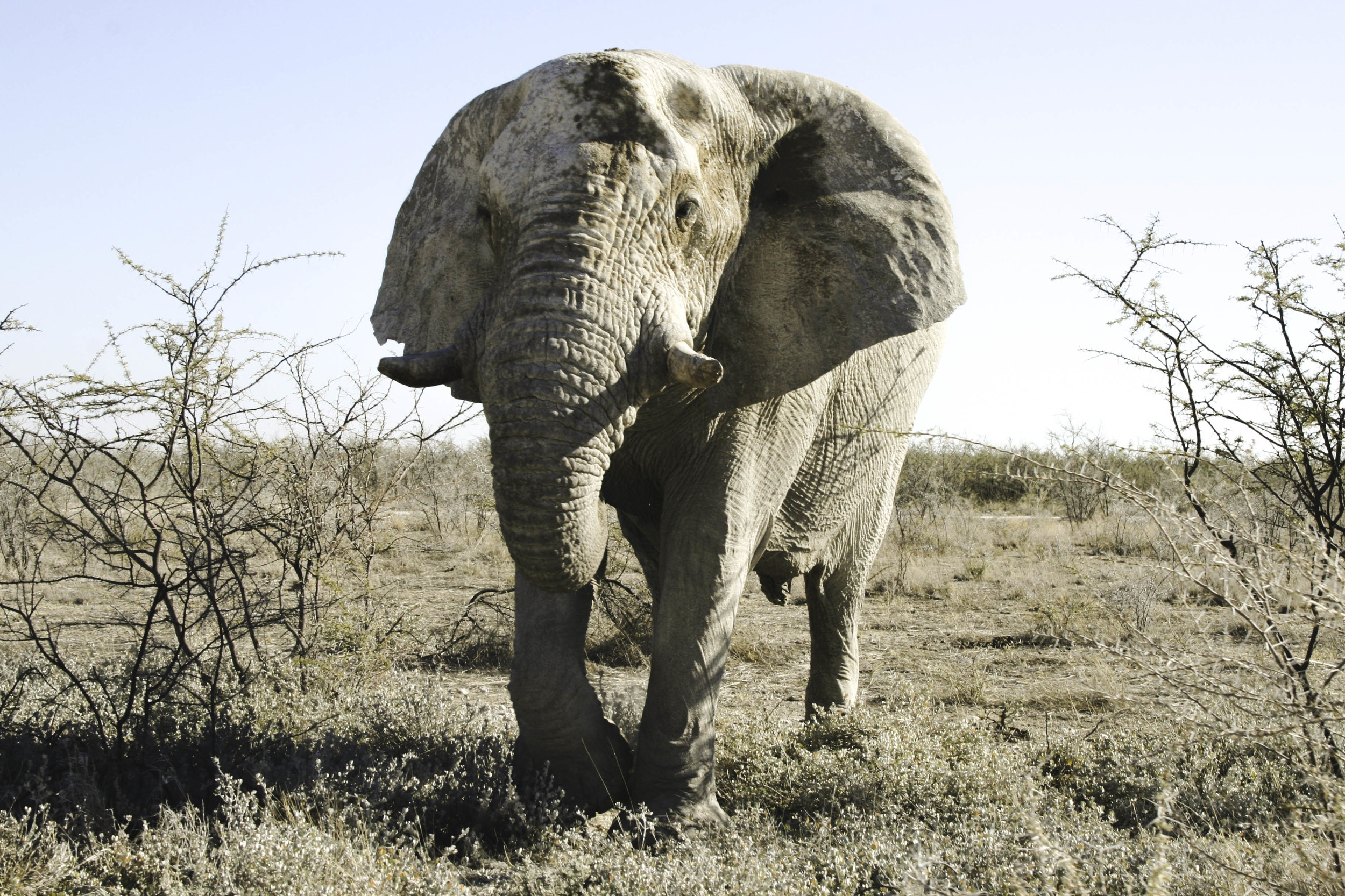 Etosha National Park, Namibia.