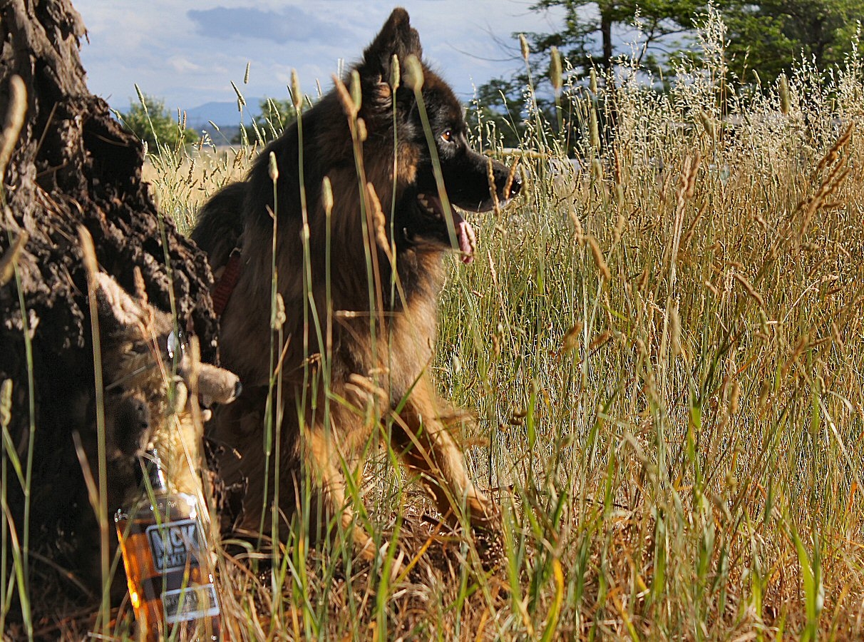 Hitch and a friend keeping an eye out for Cougars.