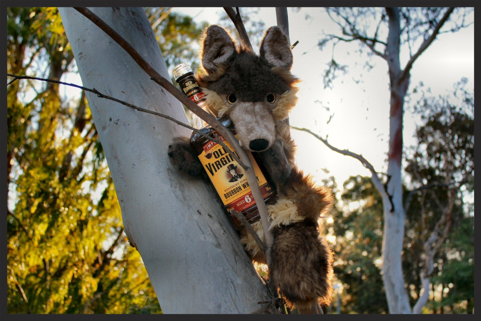 Hitch is in danger of falling off his tree.