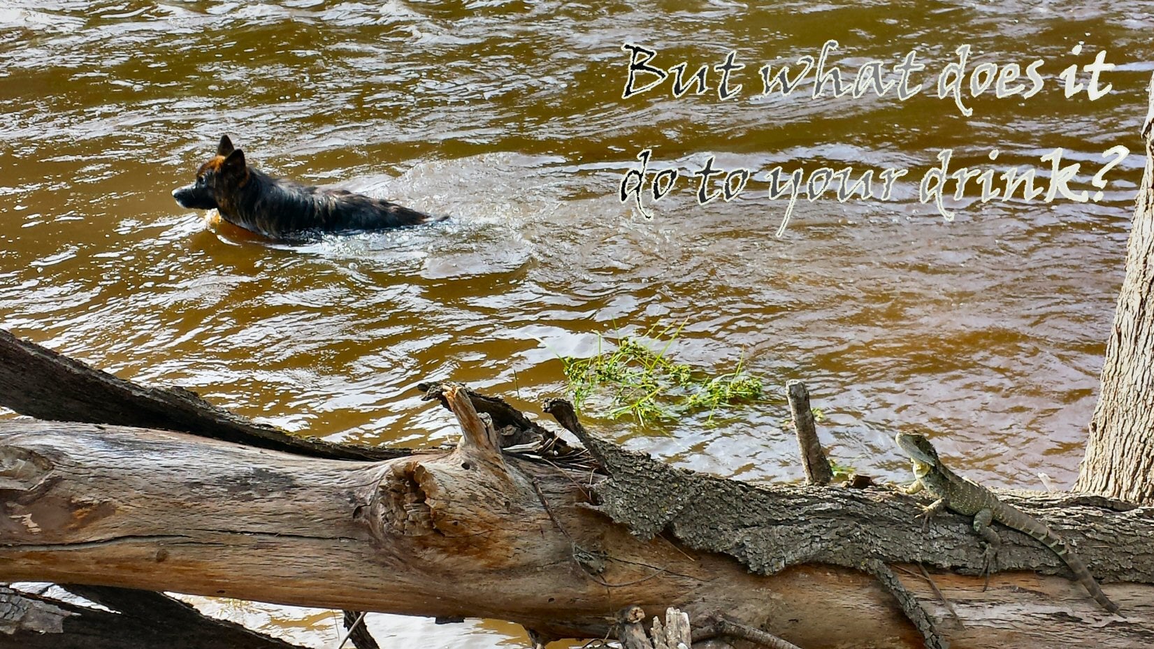 The Murrumbidgee River; one of Canberra's water sources and a tributary of the Murray River. 