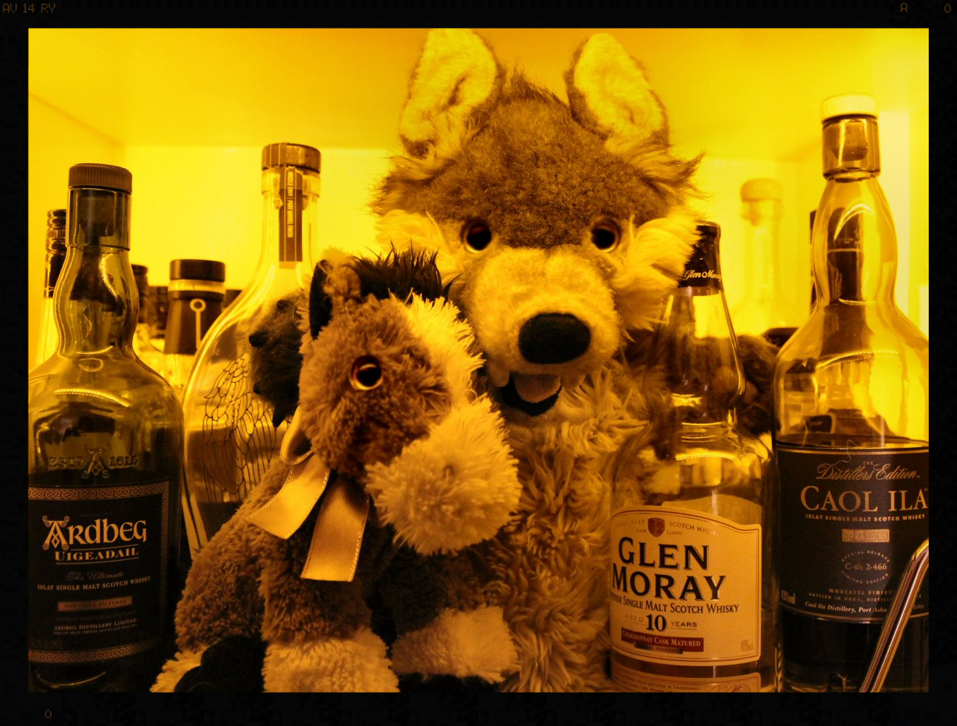 After too much Glen Moray Hitch appears to be feeling a little horse.....