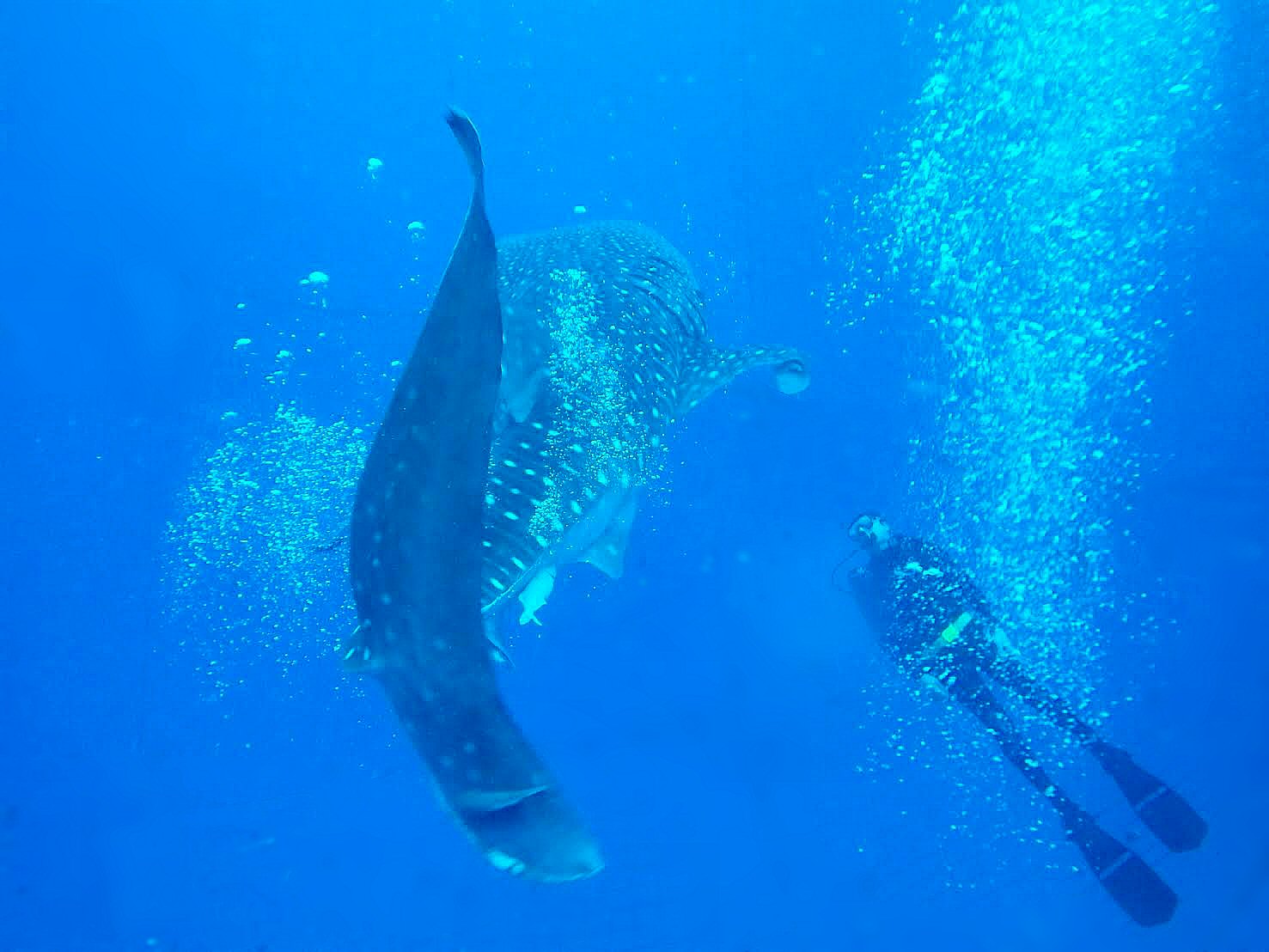 Alright,I was there for the diving as well. What a magnificent creature! The Whale Shark was moderately impressive too. 