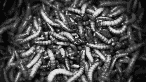 A worm tub in action.
