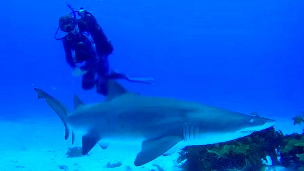 A dangerous sea creature! And a shark.