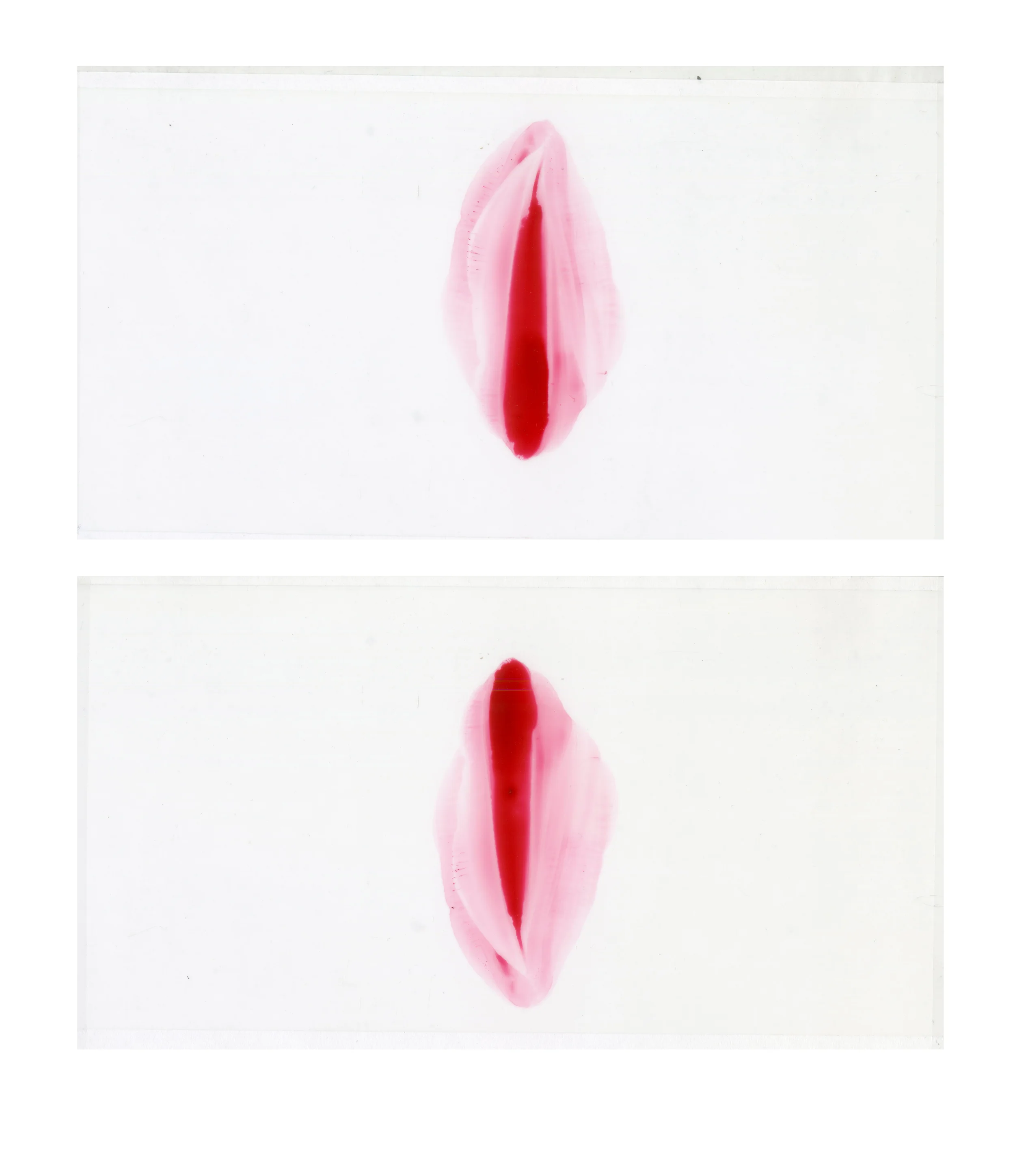 Zygotes (Copy)