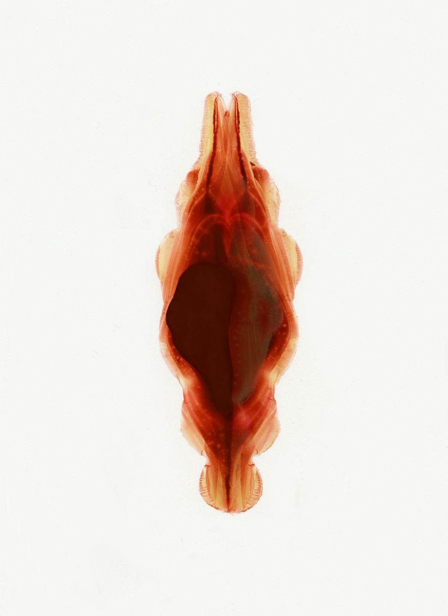 Vajeen 309 SMOL.png