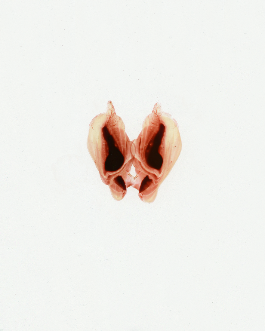 Vajeen 310 SMOL.png