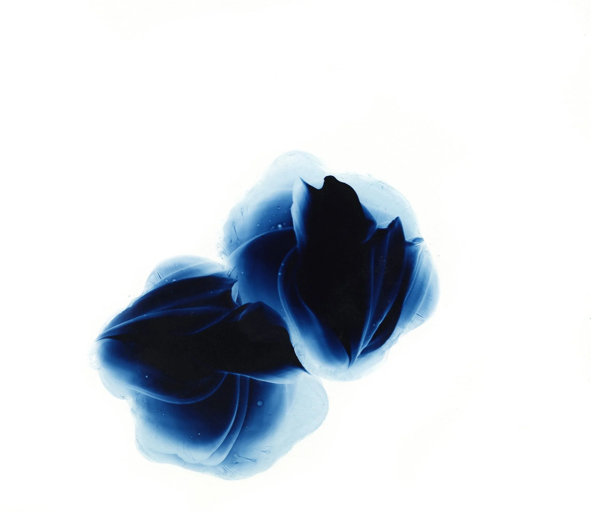 5 Murmur Finished SM.jpg