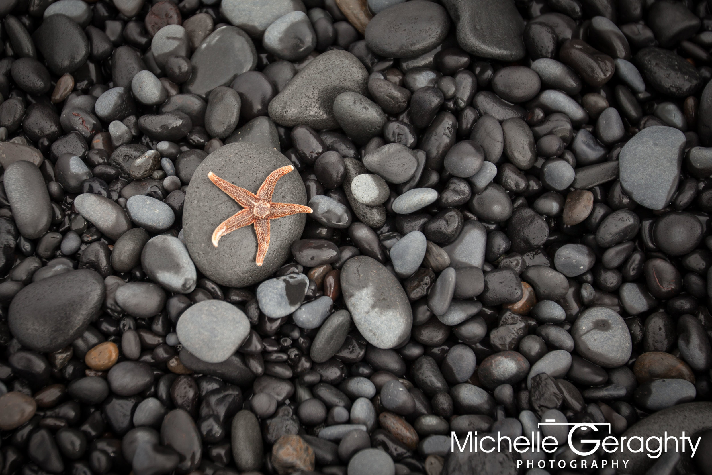 Starfish on Reynisfjara Black Sand Beach, Iceland