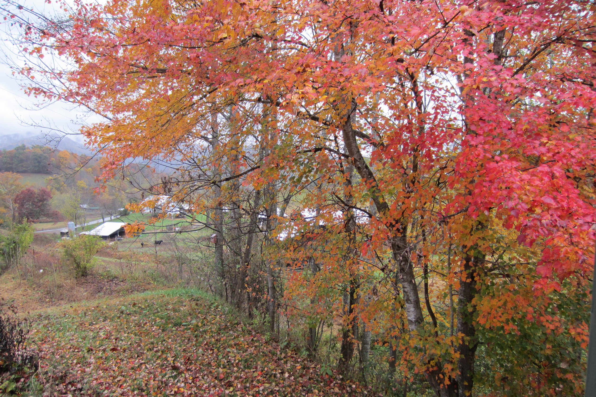 Bee Branch Farm Autumn Barns.jpg